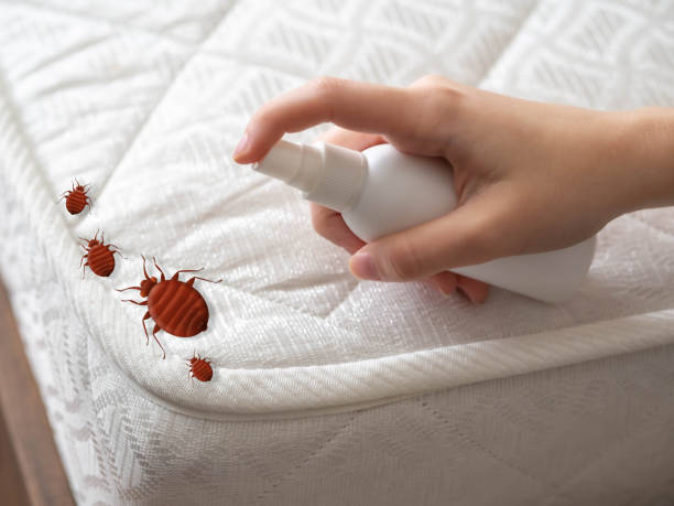 Best Affordable Pest Control Services  in English, IN